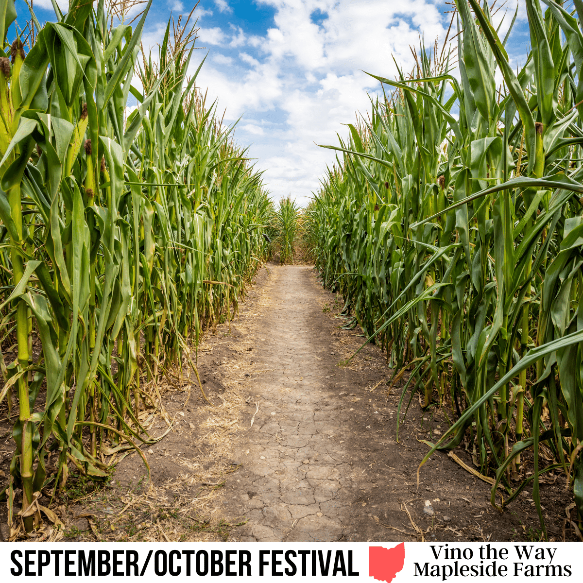 square image with a photo of a corn maze path. A white strip across the bottom has the text September/October Festival, Vino the Way Mapleside Farms