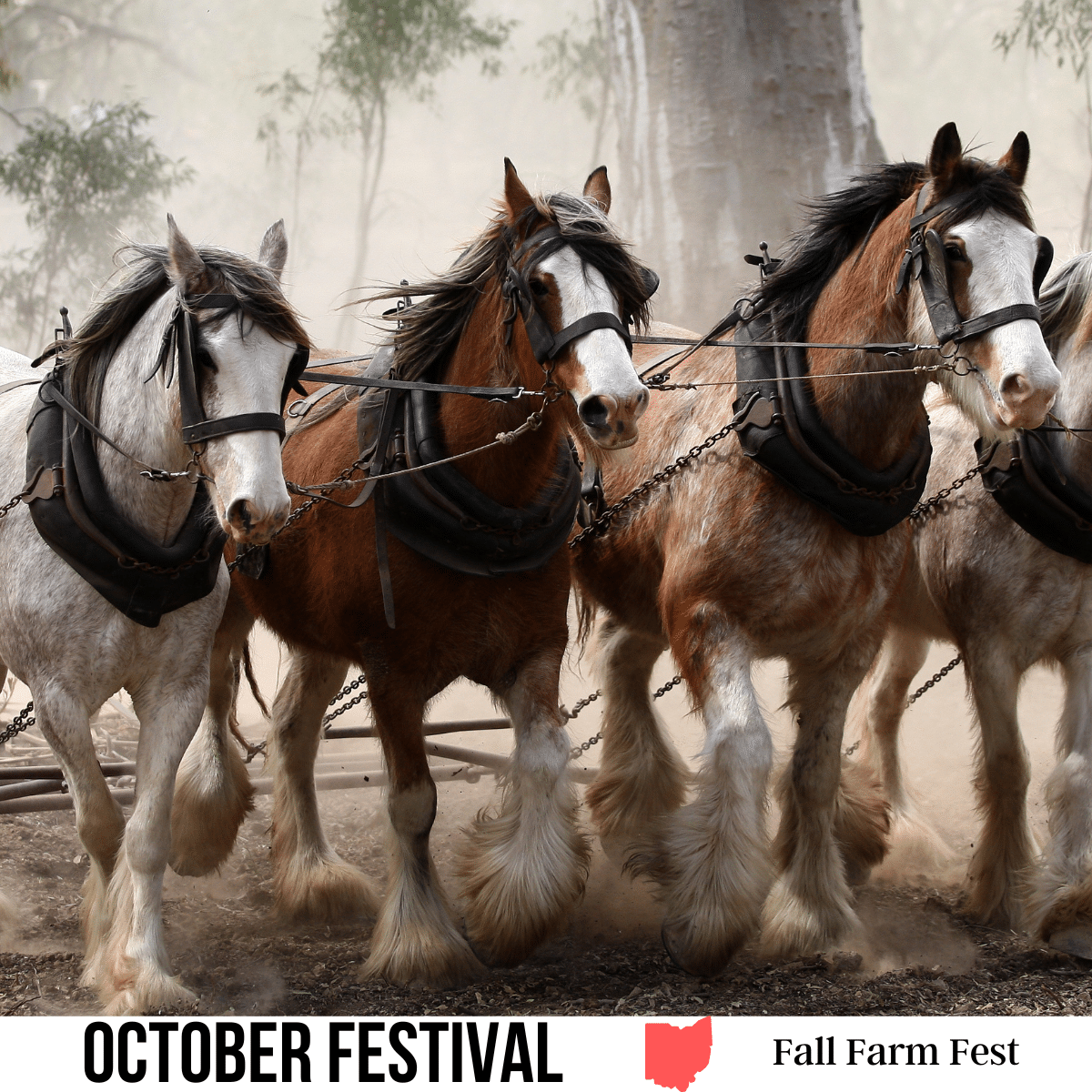 A square image of a photo of four Clydesdale horses harnessed together with a foggy forest in the background. A white strip across the bottom has text October Festival Fall Farm Fest.