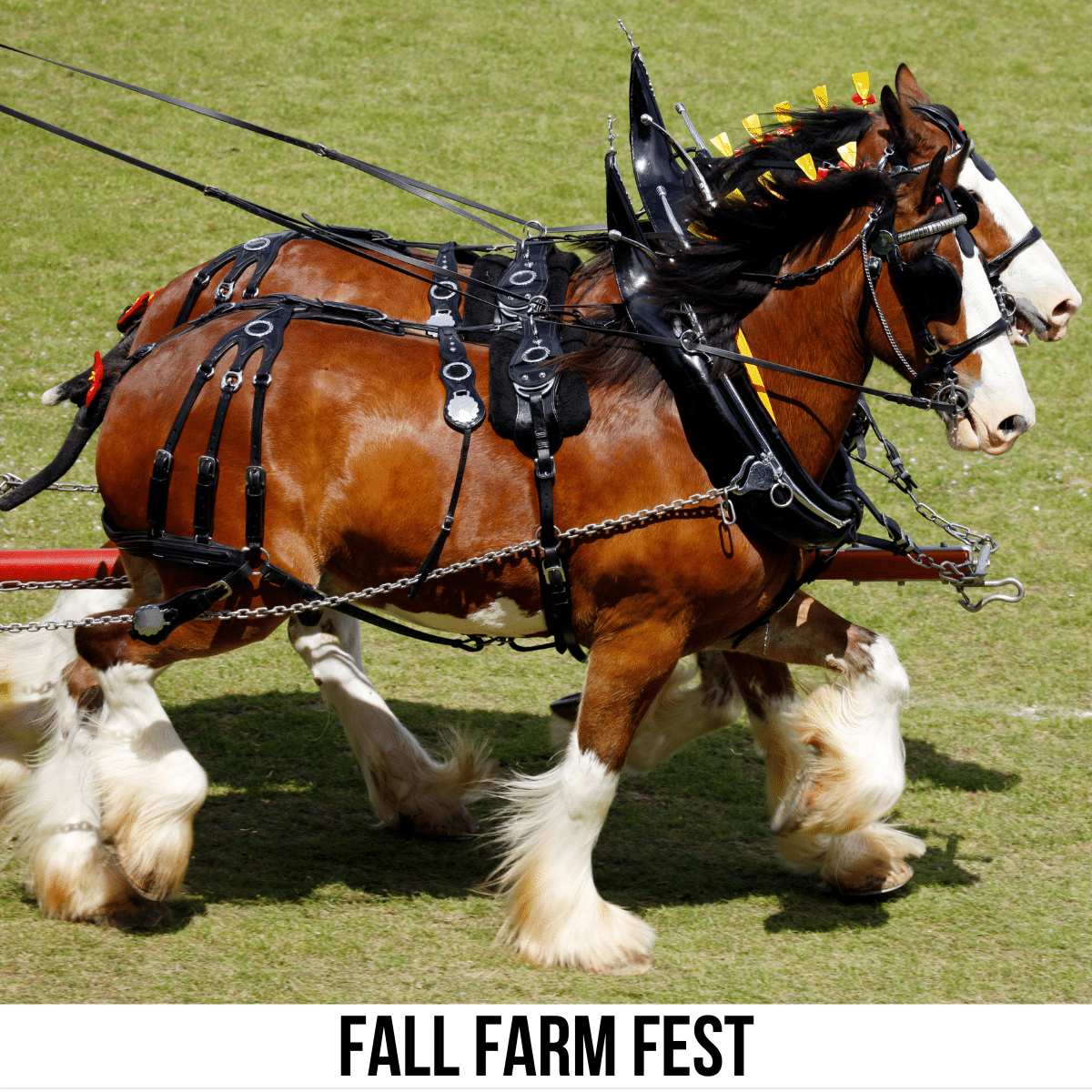 A square image of a photo of two Clydesdale horses harnessed into and pulling a cart of some sort (that can't be seen in the picture). A white strip across the bottom has text Fall Farm Fest. 