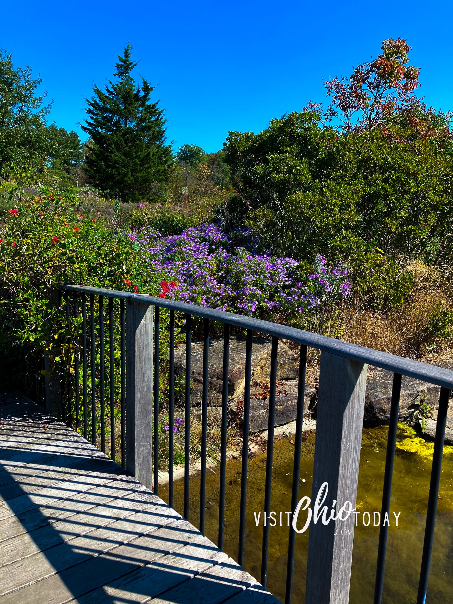 vertical photo of part of the Holden Arboretum in flower, taken from a bridge over the water