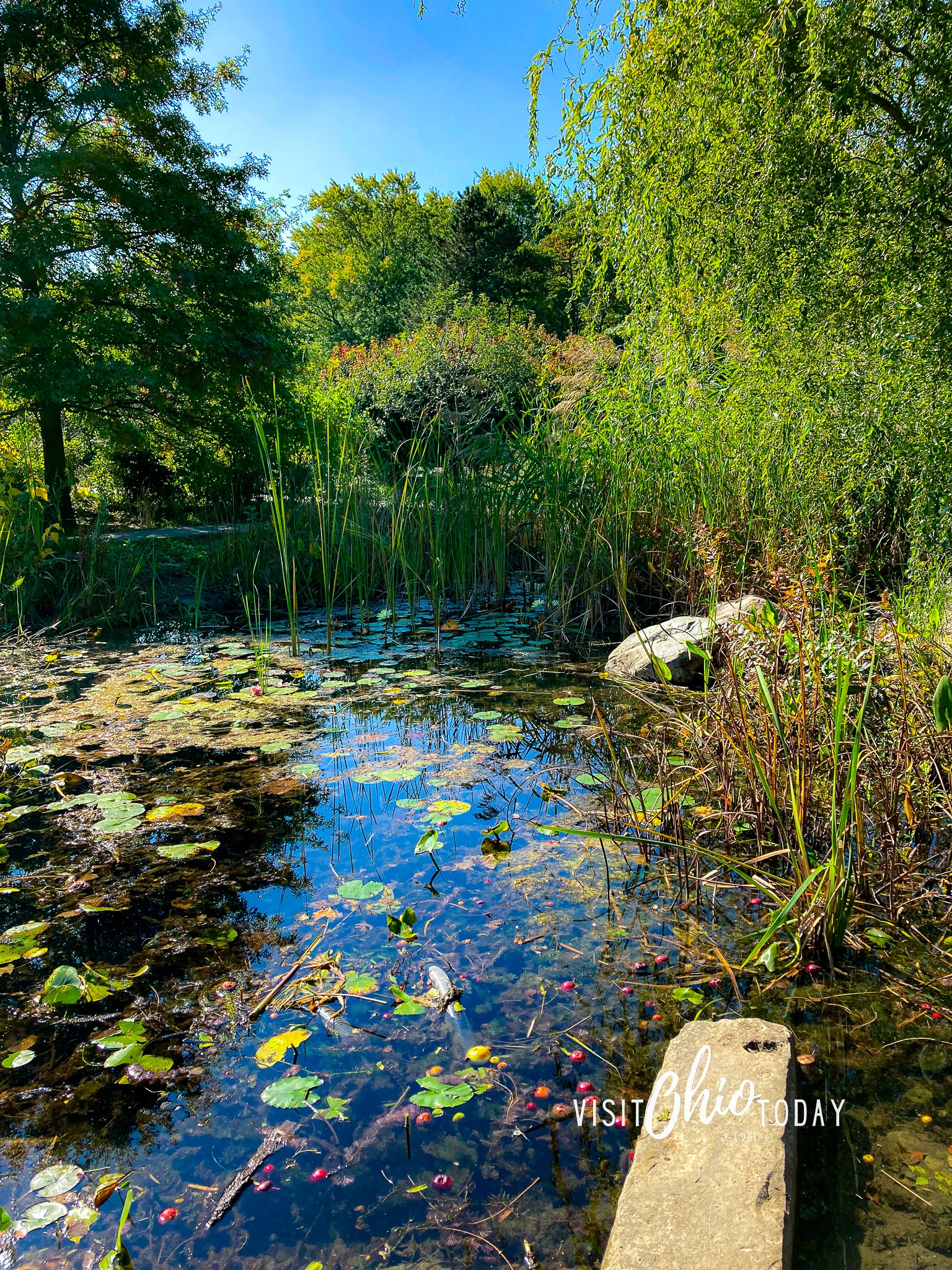 vertical photo of the creek at Penitentiary Glen with trees on the banks. Photo credit: Cindy Gordon of VisitOhioToday.com