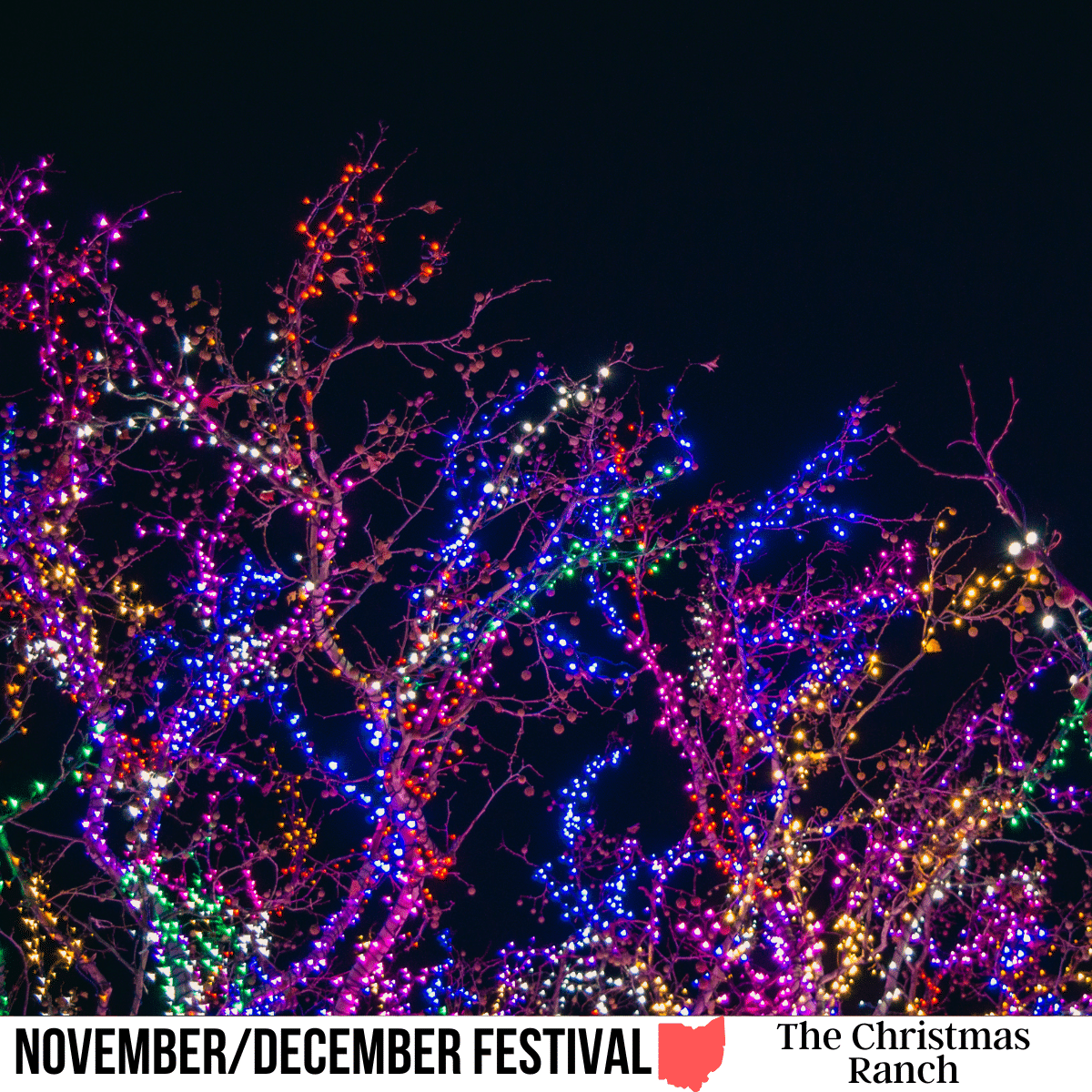 square image with a photo of a tree with holiday lights. A white strip across the bottom has the text November/December Festival. The Christmas Ranch