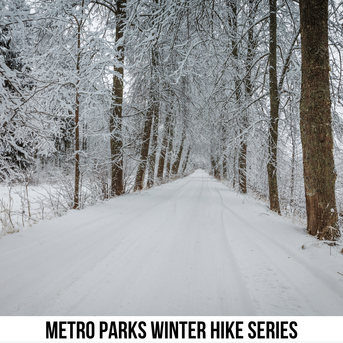 square image with a photo of a snowy hiking trail and snow-laden trees each side. A white strip across the bottom has the text Metro Parks Winter Hike Series