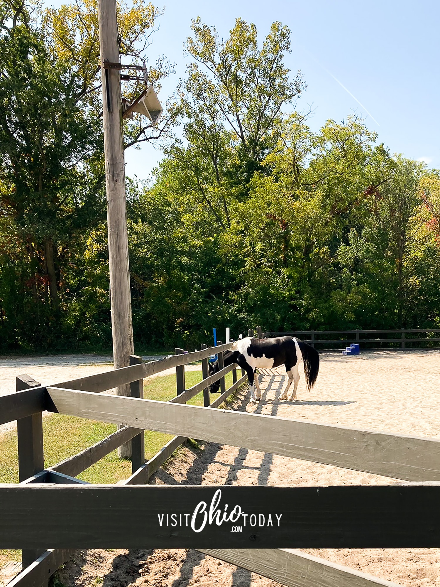 vertical photo of a black and white horse in a paddock at Rocky River Stables. Photo credit: Cindy Gordon of VisitOhioToday.com