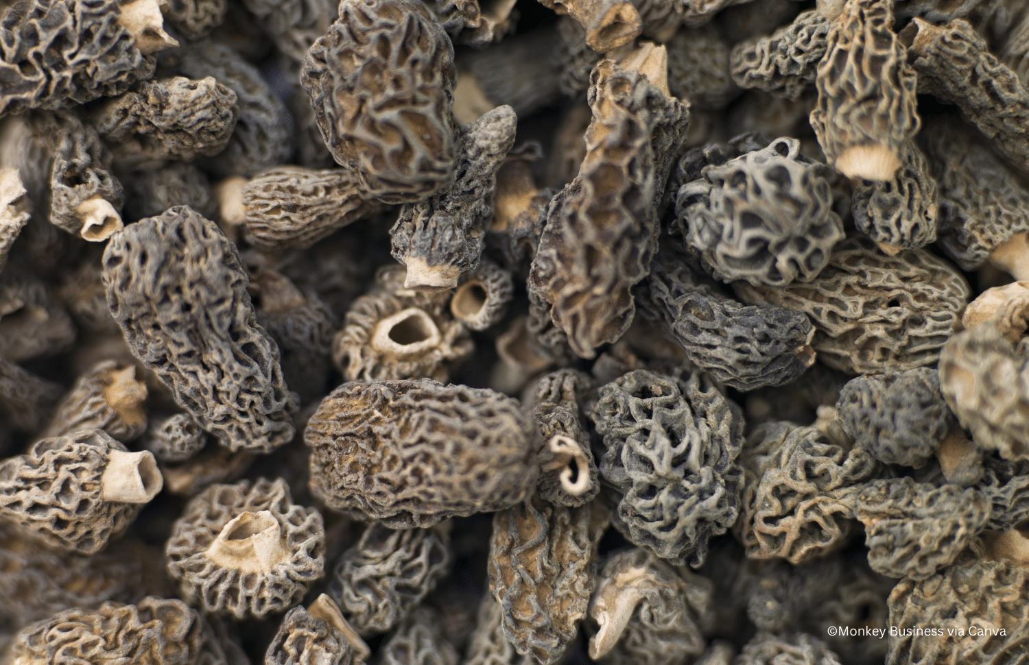 horizontal photo of a pile of black morel mushrooms