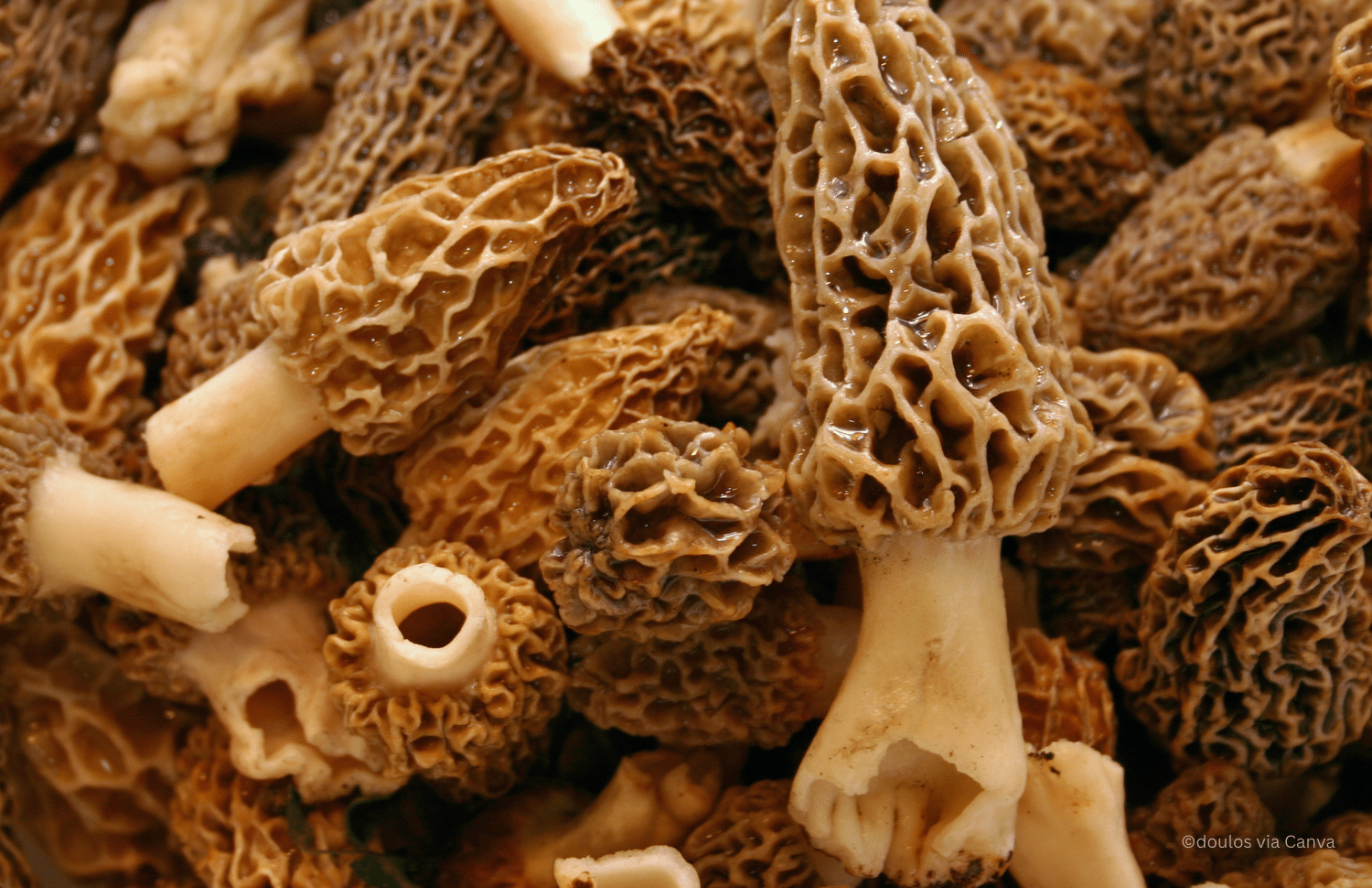 horizontal photo of a pile of yellow morel mushrooms