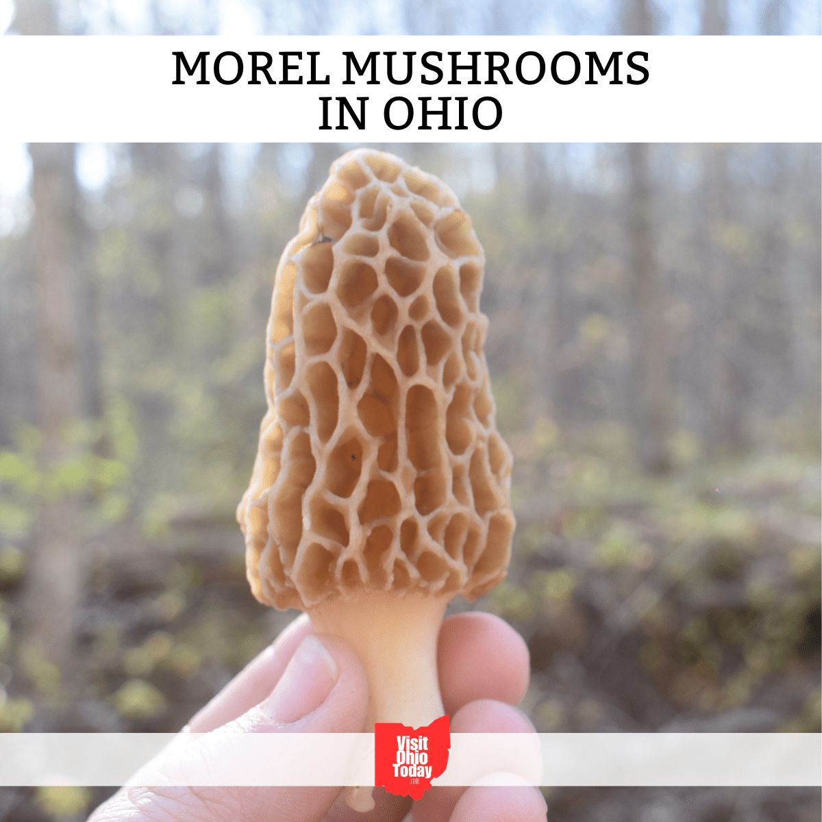 square image with a photo of a hand holding a morel mushroom. A white strip across the top has the text Morel Mushrooms in Ohio