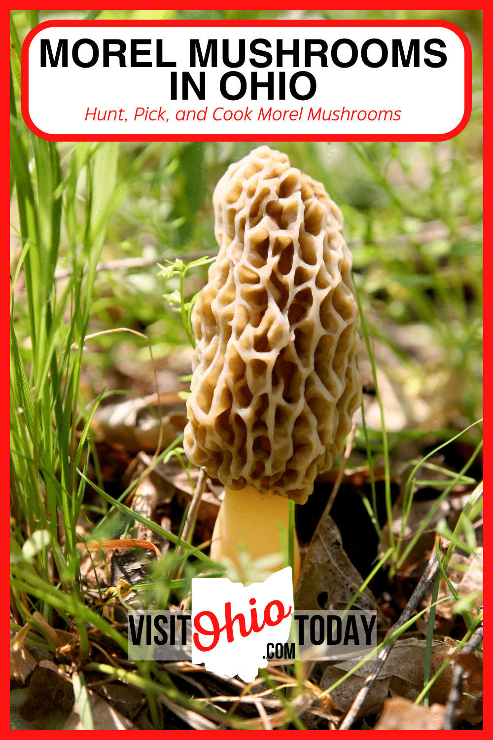 Discover the secrets of Morel Mushrooms in Ohio! 🍄 From hunting and picking these elusive treasures to mastering proper etiquette and learning how to prepare and cook them to perfection, this guide has you covered. Whether you're a seasoned forager or just starting, explore tips and tricks for finding and enjoying Ohio's prized morels.