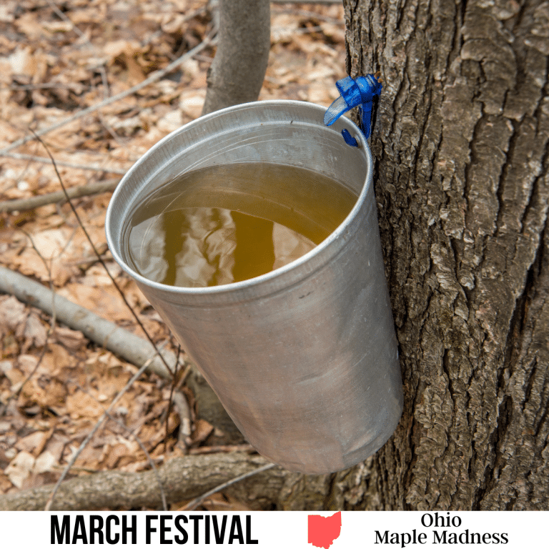 square image with a photo of a collection bucket on a maple tree trunk, full of syrup. A white strip across the bottom has the text March Festival. Ohio Maple Madness