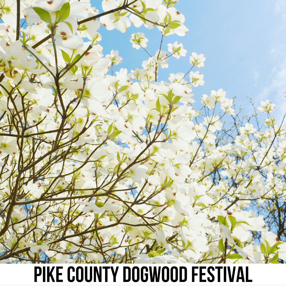 square image with a photo of blooms on a dogwood tree. A white strip across the bottom has the text Pike County Dogwood Festival