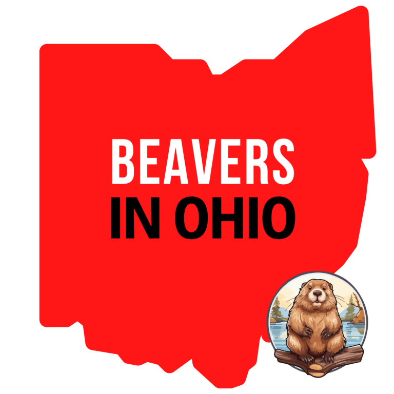 Beavers in Ohio