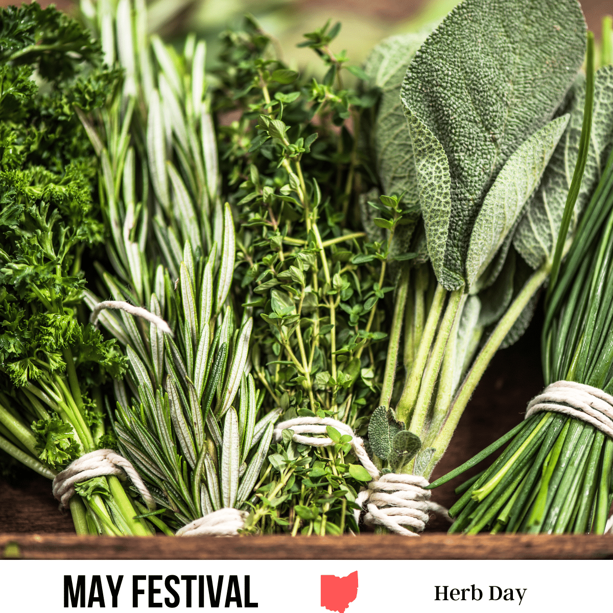 square image with a photo of bunches of fresh herbs A white strip across the bottom has the text May Festival. Herb Day