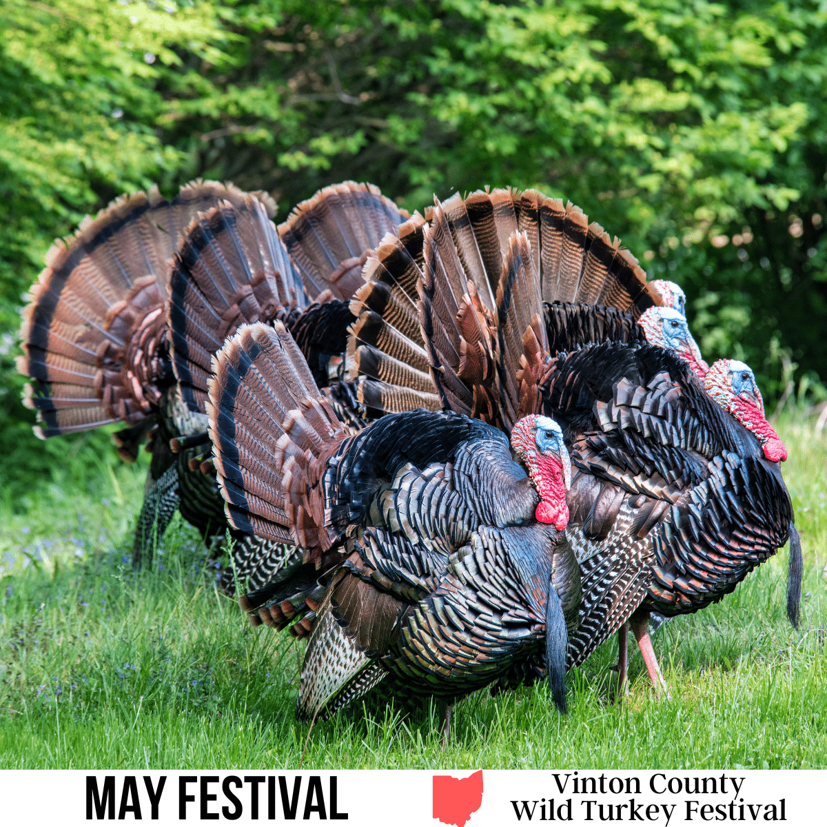 square image with a photo of a flock of wild turkeys walking on grass. A white strip across the bottom has the text May Festival. Vinton County Wild Turkey Festival