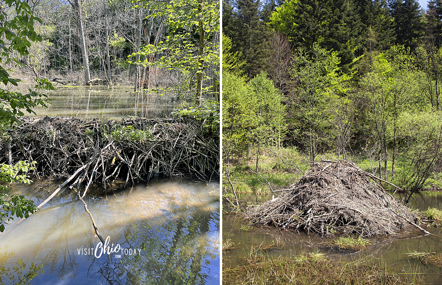horizontal image with two photos, on the left is a beaver dam and on the right is a beaver lodge
