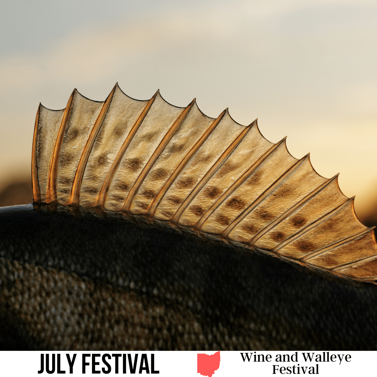 square image with a photo of the fin of a walleye fish. A white strip across the bottom has the text July Festival. Wine and Walleye Festival