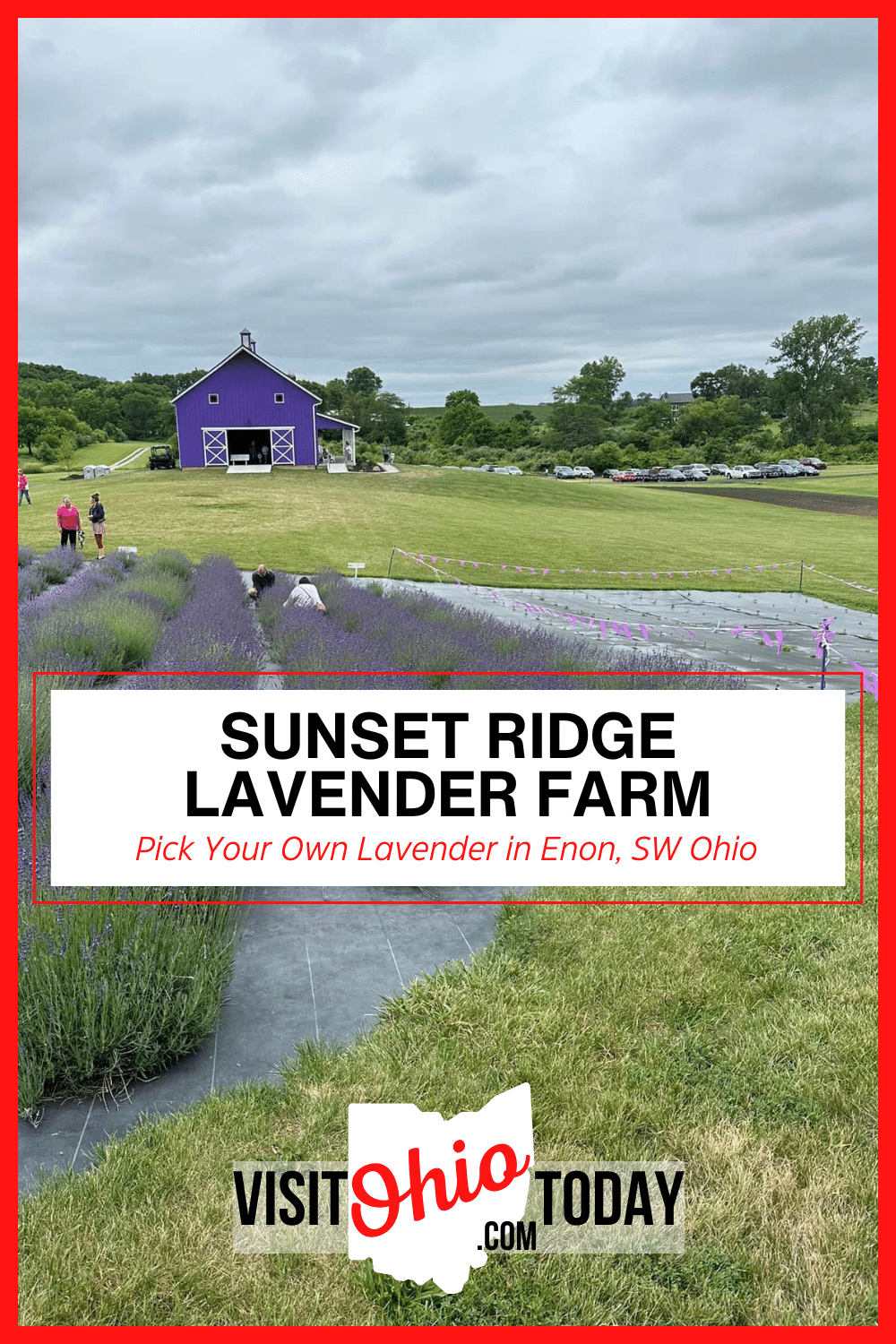 Located in Enon, Clark County, Sunset Ridge Lavender Farm is 33 acres of lavender fields, with over 3,000 plants in 12 varieties.