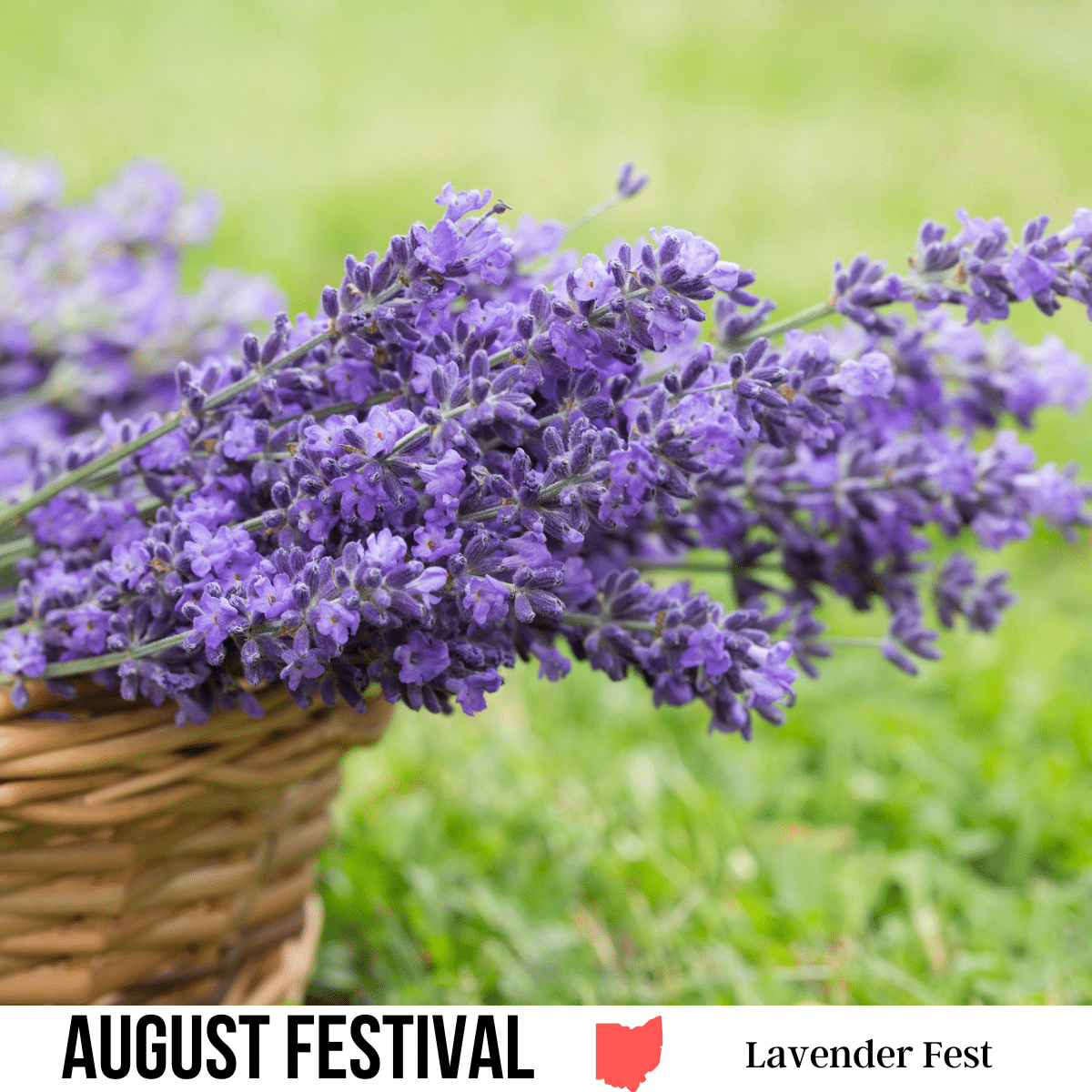 square image with a photo of cut lavender in a wicker basket. A white strip across the bottom has the text August Festival. Lavender Fest