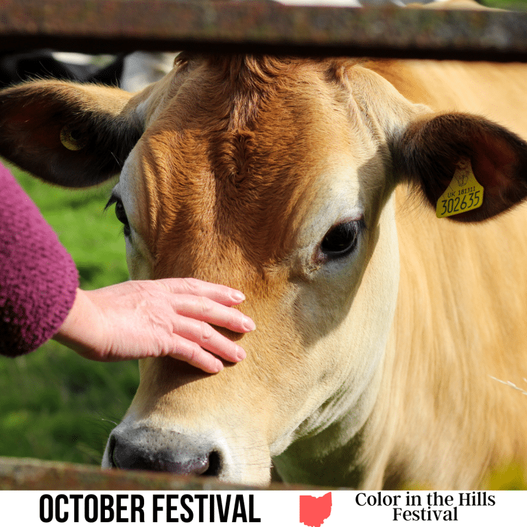 square image with a photo of a hand petting a cow at a petting zoo. A white strip across the bottom has the text October Festival, Color in the Hills Festival