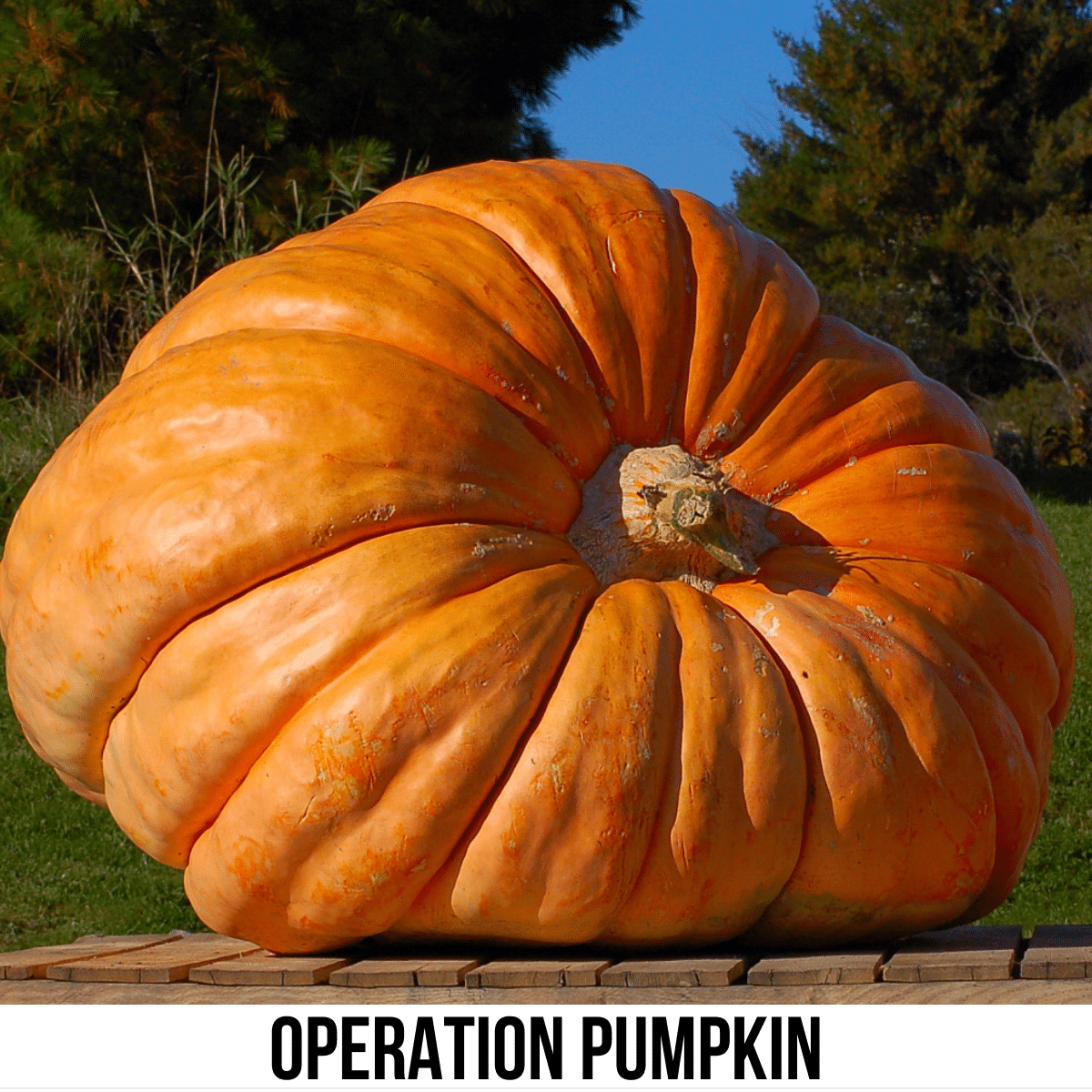 square image with a photo of a giant pumpkin. A white strip across the bottom has the text Operation Pumpkin