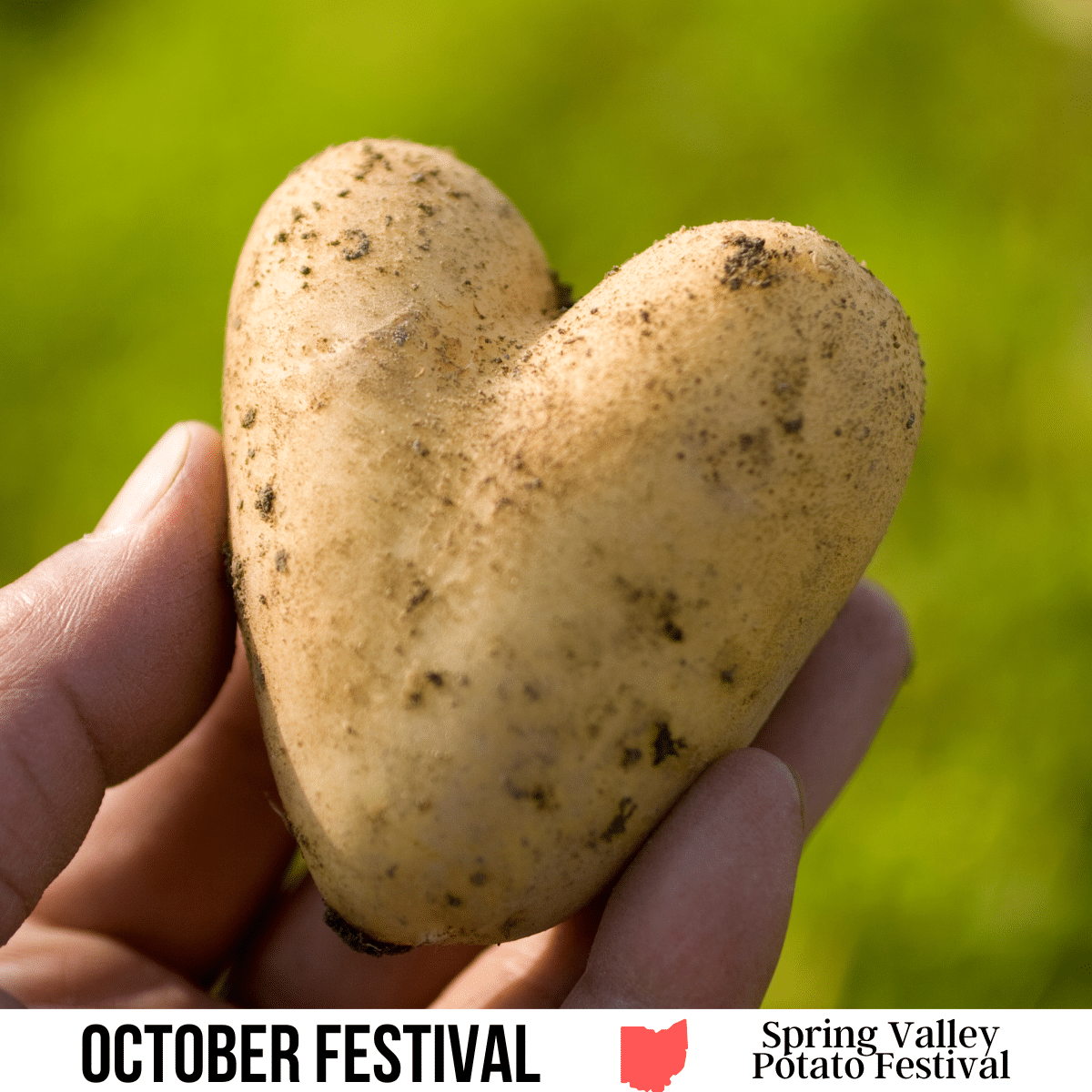 square image with a close up photo of a hand holding a heart-shaped potato. A white strip across the bottom has the text October Festival. Spring Valley Potato Festival