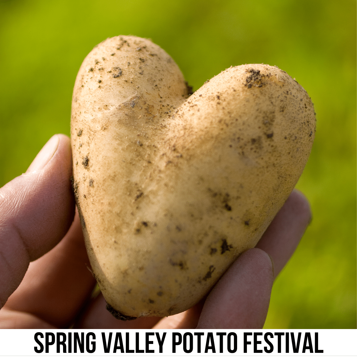 square image with a close up photo of a hand holding a heart-shaped potato. A white strip across the bottom has the text Spring Valley Potato Festival