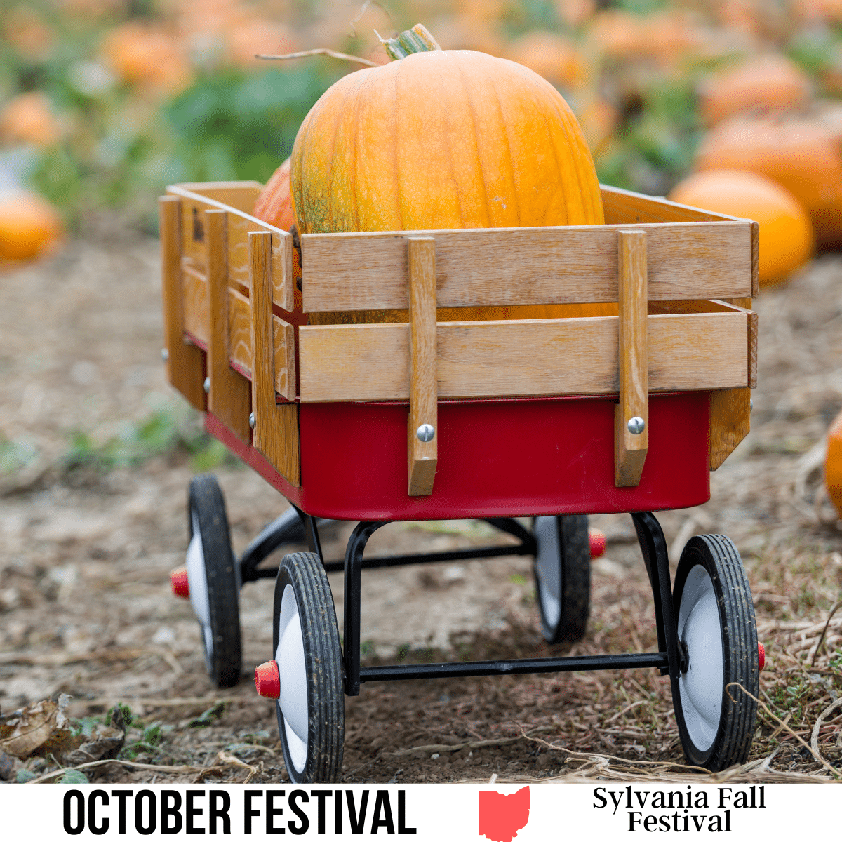 square image with a photo of a couple of large orange pumpkins in a pull-along cart. A white strip across the bottom has the text October Festival, Sylvania Fall Festival