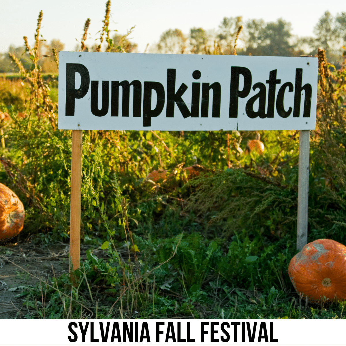 square image with a photo of a Pumpkin Patch sign in front of a field of pumpkins. A white strip across the bottom has the text Sylvania Fall Festival