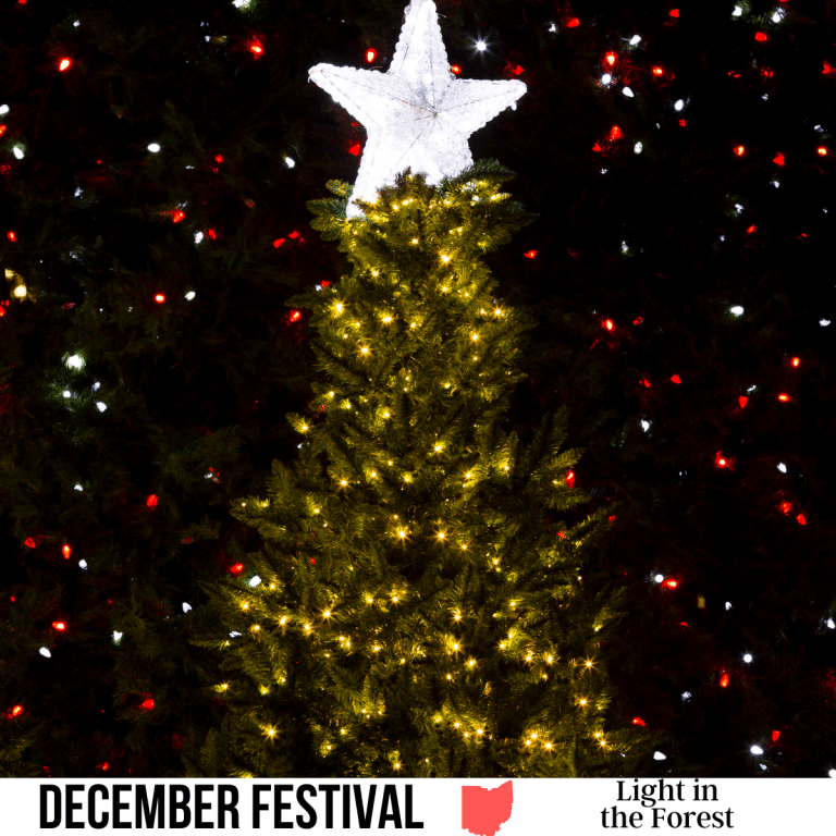 square image with a photo of an outdoor illuminated tree with a star on the top