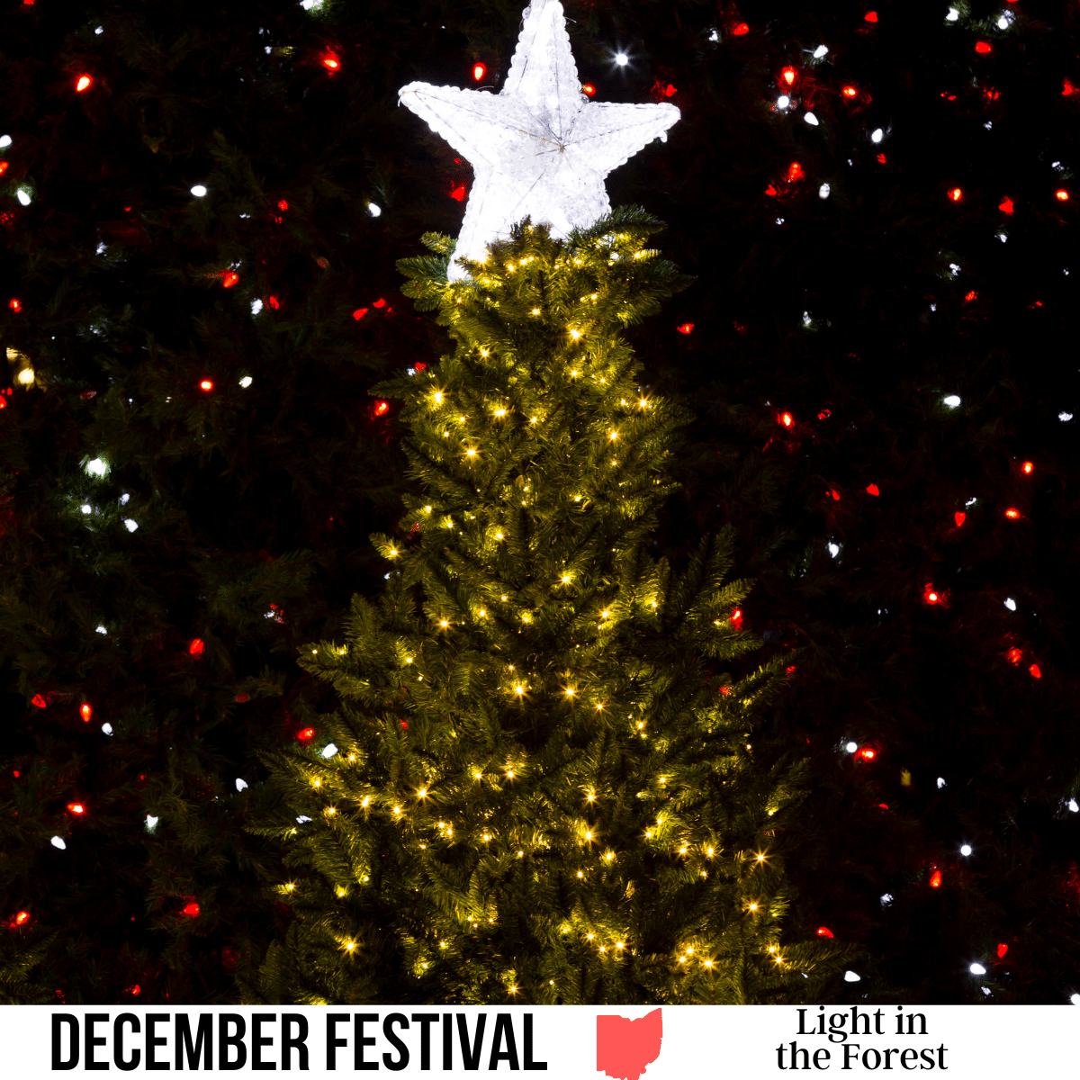 square image with a photo of an outdoor illuminated tree with a star on the top