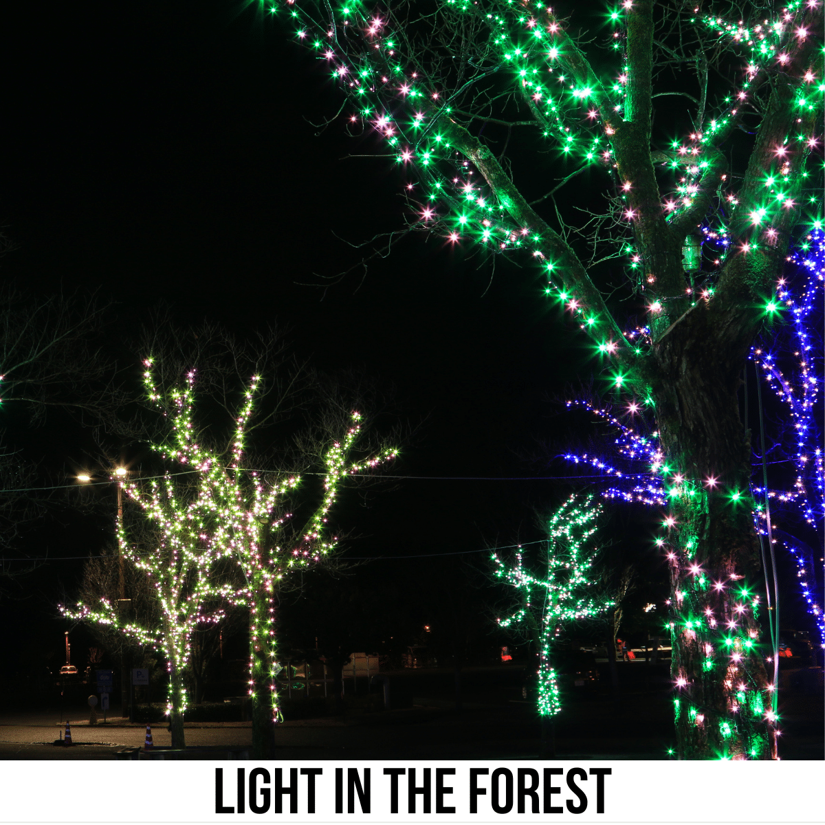 square image with a photo of illuminated trees