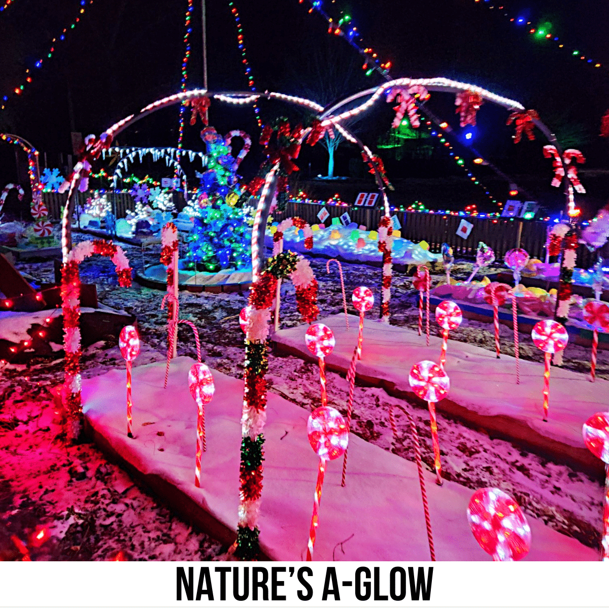 square image with a photo of a light display at Nature's A-Glow
